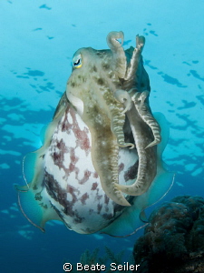 Cuttlefish by Beate Seiler 